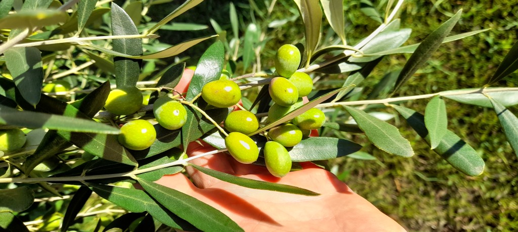 olive Bove